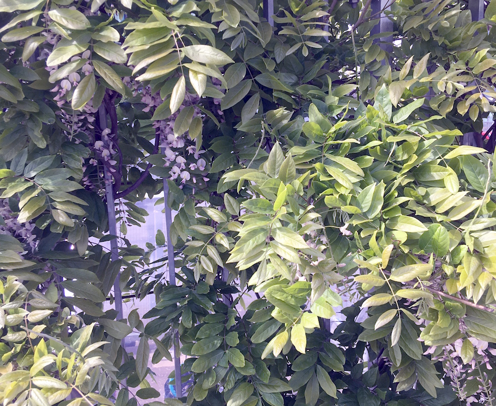 A Wisteria in flower growing on an iron fence.
