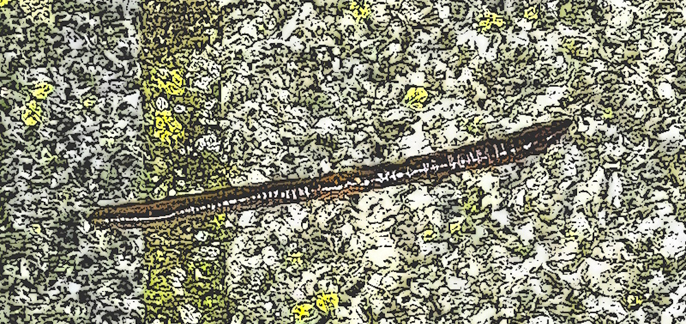 Worm crawling accross concrete